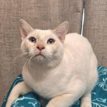Rescue Domestic Short Hair Cats for Adoption in Cumming, Georgia - Pancho | PetCurious