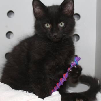 Domestic Long Hair Cats Available for Adoption in Yucca Valley, California - Sammy | PetCurious
