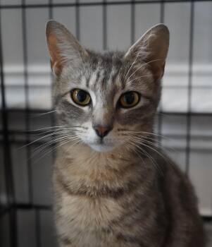 Junie -  Domestic Short Hair Cat for Adoption in Frederick, Maryland - Junie | PetCurious