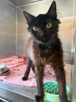 SQUIRREL -  Domestic Long Hair Cat for Adoption in Hagerstown, Maryland - SQUIRREL | PetCurious
