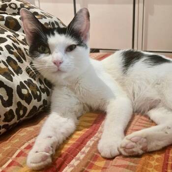 Domestic Short Hair Cats Available for Adoption - Honeybee | PetCurious