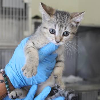 Domestic Short Hair Cats Available for Adoption in Yucca Valley, California - Mika | PetCurious