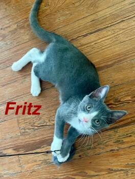 Rescue Russian Blue and Tuxedo Cats for Adoption in Casselberry, Florida - Fritz | PetCurious