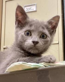 Portia -  Domestic Short Hair Cat for Adoption in River Ridge, Louisiana - Portia | PetCurious
