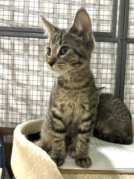 Foxtail Fern -  Domestic Short Hair Cat for Adoption in Muskegon, Michigan - Foxtail Fern | PetCurious
