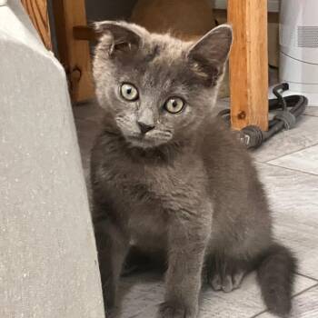 Tate -  Domestic Short Hair and Russian Blue Cat for Adoption in Mastic, New York - Tate | PetCurious