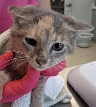 Fromage -  Domestic Short Hair Cat for Adoption in Lafayette, Indiana - Fromage | PetCurious