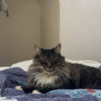 Kato -  Domestic Long Hair Cat for Adoption in Lynchburg, Virginia - Kato | PetCurious