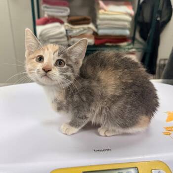 107475 -  Domestic Short Hair Cat for Adoption in Las Cruces, New Mexico - 107475 | PetCurious