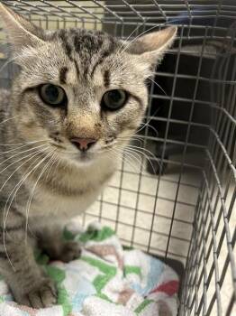 Reese A220723 -  Domestic Short Hair Cat for Adoption in Plano, Texas - Reese A220723 | PetCurious