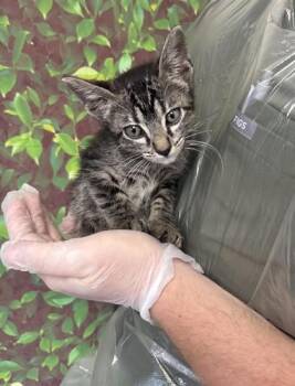 Rescue Domestic Short Hair Cats for Adoption in San Antonio, Texas - Photo Shoot | PetCurious