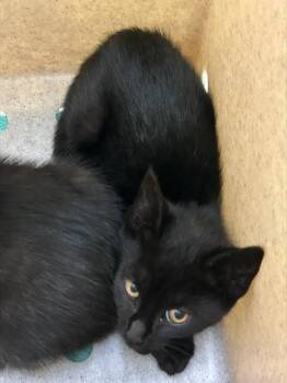 A053372 -  Domestic Short Hair Cat for Adoption in Alameda, California - A053372 | PetCurious