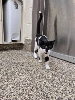 Pandita -  Domestic Short Hair Cat for Adoption in Westland, Michigan - Pandita | PetCurious