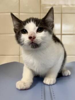Pinchers -  Domestic Short Hair Cat for Adoption in San Antonio, Texas - Pinchers | PetCurious