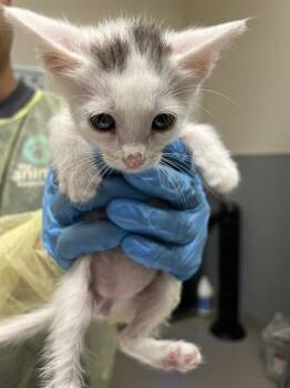 PANDA -  Domestic Short Hair Cat for Adoption in Las Vegas, Nevada - PANDA | PetCurious