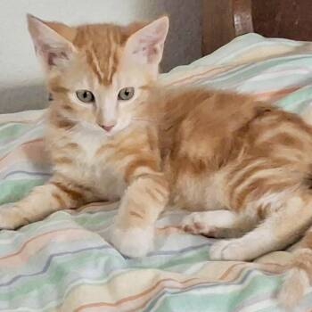 Millie* -  Domestic Short Hair Cat for Adoption in San Gabriel, California - Millie* | PetCurious