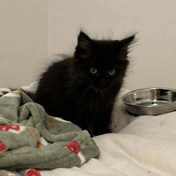 Ollie (Greenlawn 8) -  Domestic Long Hair Cat for Adoption in Westport, Connecticut - Ollie (Greenlawn 8) | PetCurious