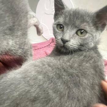 Elsie -  Domestic Short Hair Cat for Adoption in Dayton, Ohio - Elsie | PetCurious
