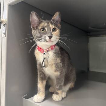 NCR9113 Long Pie -  Domestic Short Hair Cat for Adoption in Port Washington, New York - NCR9113 Long Pie | PetCurious