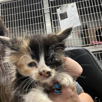 Ziti -  Domestic Long Hair Cat for Adoption in Idaho Falls, Idaho - Ziti | PetCurious