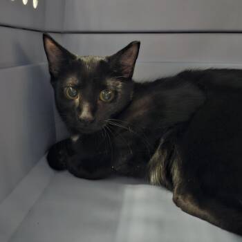 Starla -  Domestic Short Hair Cat for Adoption in Clearwater, Florida - Starla | PetCurious