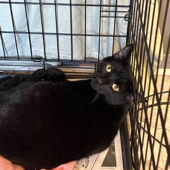Dante -  Domestic Short Hair Cat for Adoption in Summerlee, West Virginia - Dante | PetCurious
