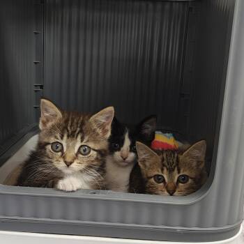 Red Pepper -  Domestic Short Hair Cat for Adoption in Oconto, Wisconsin - Red Pepper | PetCurious