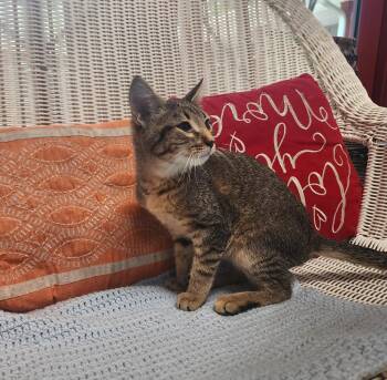 Amy Winehouse -  Domestic Short Hair Cat for Adoption in Slidell, Louisiana - Amy Winehouse | PetCurious