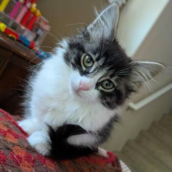 Olive -  Domestic Short Hair Cat for Adoption in Wilsonville, Oregon - Olive | PetCurious