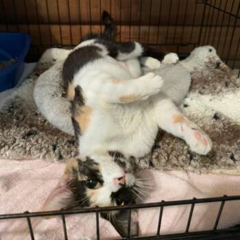 Domestic Short Hair and Sphynx Hairless Cat Cats Available for Adoption in Kent, Washington - Gypsy | PetCurious