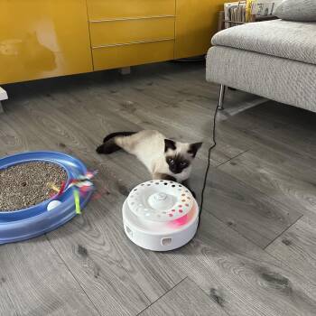 Texas -  Siamese Cat for Adoption in Tustin, California - Texas | PetCurious