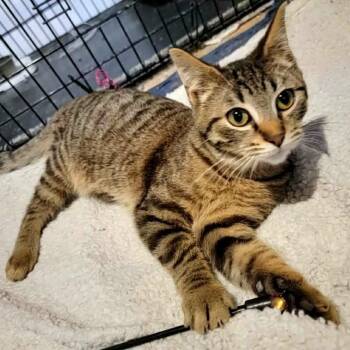 Domestic Short Hair Cats Available for Adoption - Huey | PetCurious