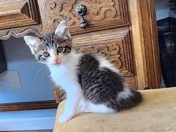Frost -  Domestic Medium Hair and Domestic Short Hair Cat for Adoption in Edgewood, New Mexico - Frost | PetCurious