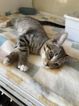 Rescue Tabby and Domestic Short Hair Cats for Adoption in Antioch, California - Lakota | PetCurious
