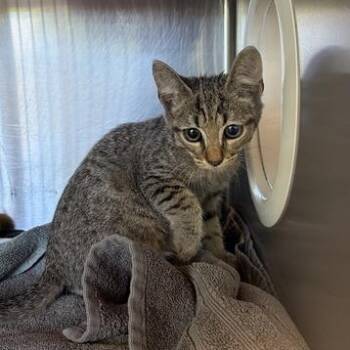Zebulon -  Domestic Short Hair Cat for Adoption in Asheville, North Carolina - Zebulon | PetCurious