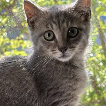 Luna -  Domestic Short Hair Cat for Adoption in Pleasanton, California - Luna | PetCurious