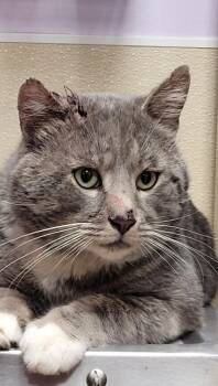 Domestic Short Hair Cats Available for Adoption - Béor - Barn Cat | PetCurious