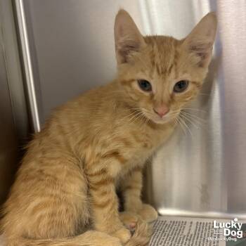 Larkin -  Domestic Short Hair Cat for Adoption in Washington, District Of Columbia - Larkin | PetCurious