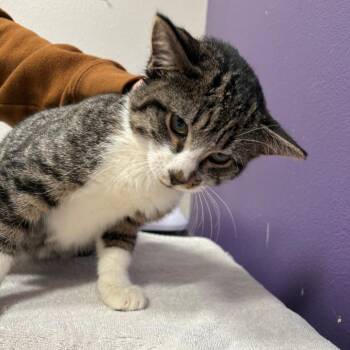 Boogie -  Domestic Short Hair Cat for Adoption in Englewood, Florida - Boogie | PetCurious