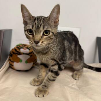 Anemone -  Domestic Short Hair Cat for Adoption in West Palm Beach, Florida - Anemone | PetCurious