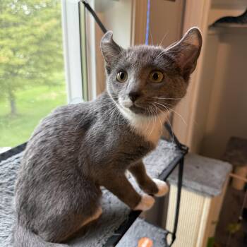 Lena - loving girl -  Domestic Short Hair Cat for Adoption in South Lyon, Michigan - Lena - Loving Girl | PetCurious