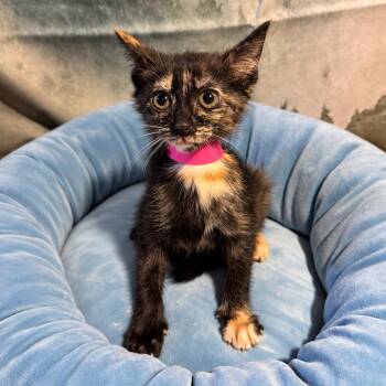 Midland -  Domestic Short Hair Cat for Adoption in Buffalo, Minnesota - Midland | PetCurious