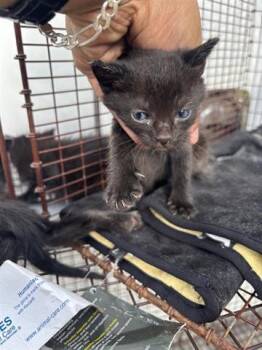 Domestic Short Hair Cats Available for Adoption in Houston, Texas - A654618 | PetCurious