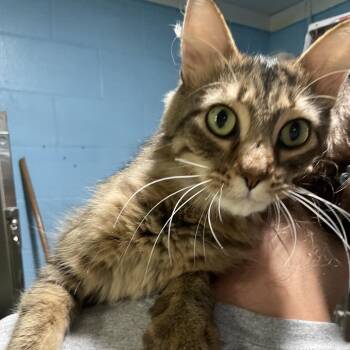 Tia -  Domestic Medium Hair Cat for Adoption in Newport, North Carolina - Tia | PetCurious