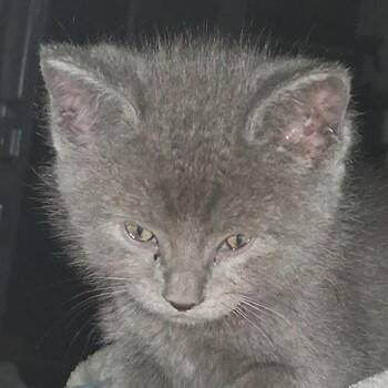 Basil -  Domestic Short Hair and Russian Blue Cat for Adoption in Grand Rapids, Minnesota - Basil | PetCurious