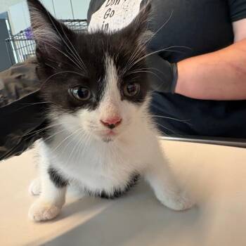 Domestic Short Hair Cats Available for Adoption in Huntington, West Virginia - Lightning | PetCurious
