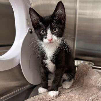 Zion -  Domestic Short Hair Cat for Adoption in Hailey, Idaho - Zion | PetCurious