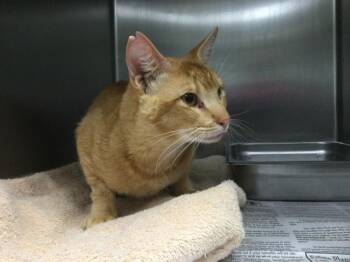 Rescue Domestic Short Hair Cats for Adoption in Thousand Palms, California - EARL | PetCurious