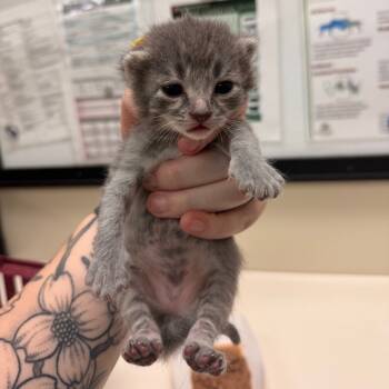 Rescue Domestic Short Hair Cats for Adoption in Lynchburg, Virginia - Duchess Of Sussex | PetCurious