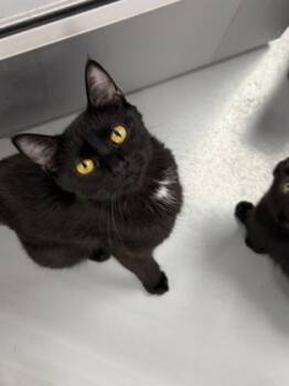 Butterfly -  Domestic Short Hair Cat for Adoption in Gwinn, Michigan - Butterfly | PetCurious